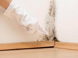 Mold Documentation for Insurance Claims in Paxtonia, PA